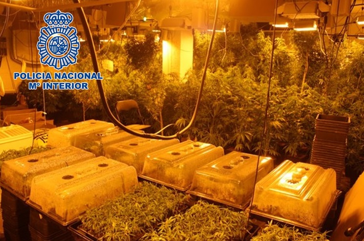 Desmantelan un cultivo interior de marihuana oculto en una lavandería con 3.380 plantas madre