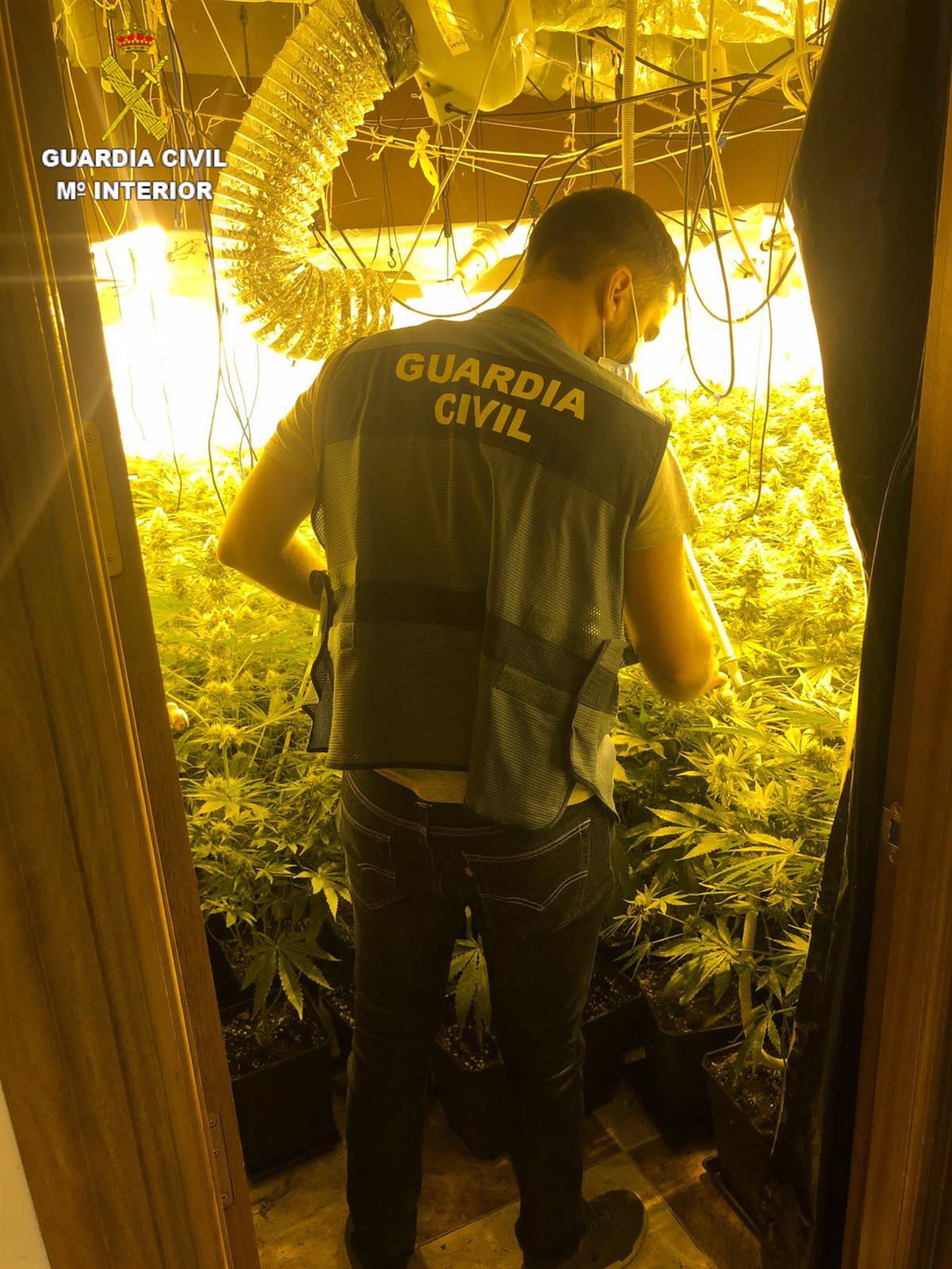 La Guardia Civil descubre 557 plantas de marihuana al investigar un robo en una vivienda de Churriana