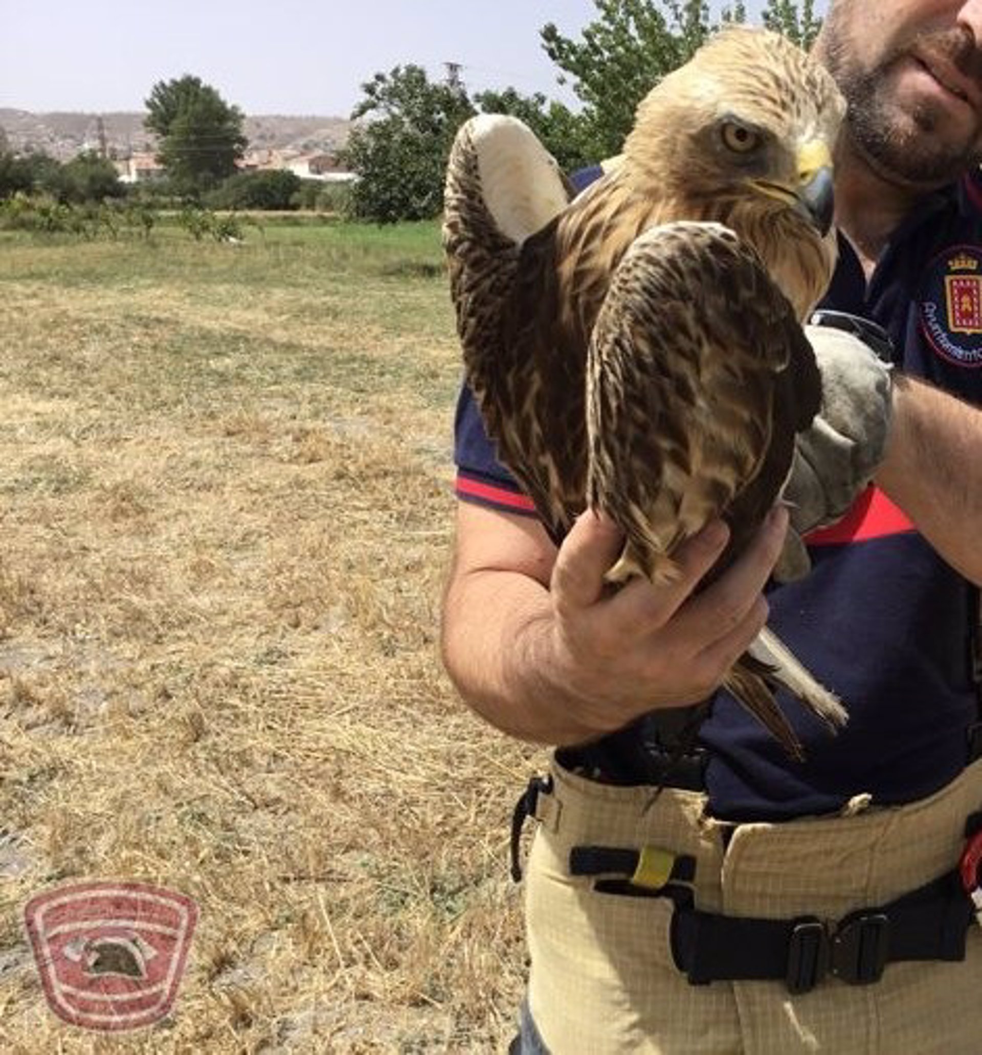 Los Bomberos de Baza rescatan un águila calzada herida