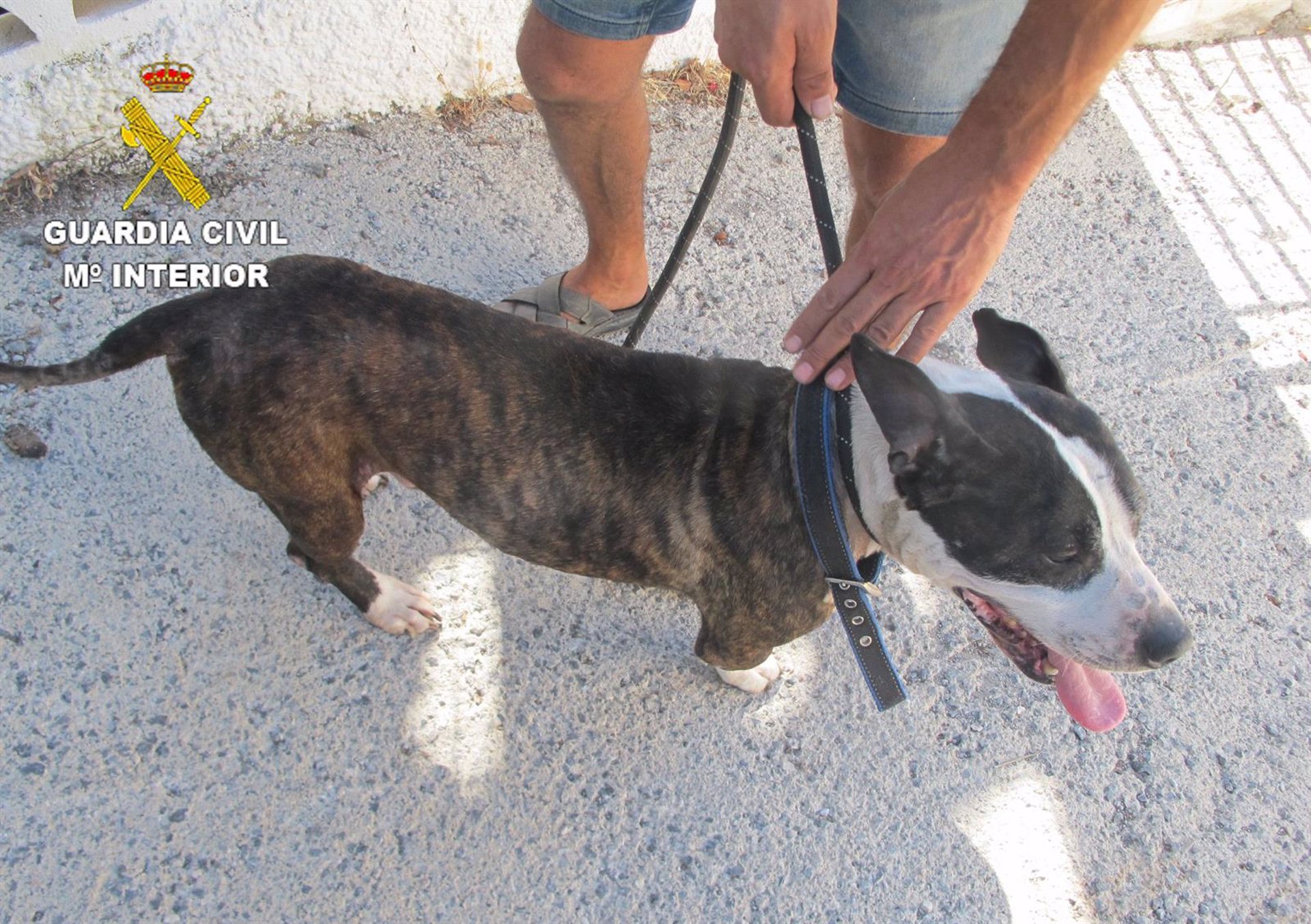 Investigado un joven que «estaba dejando morir de hambre y sed a su perro» en Almuñécar