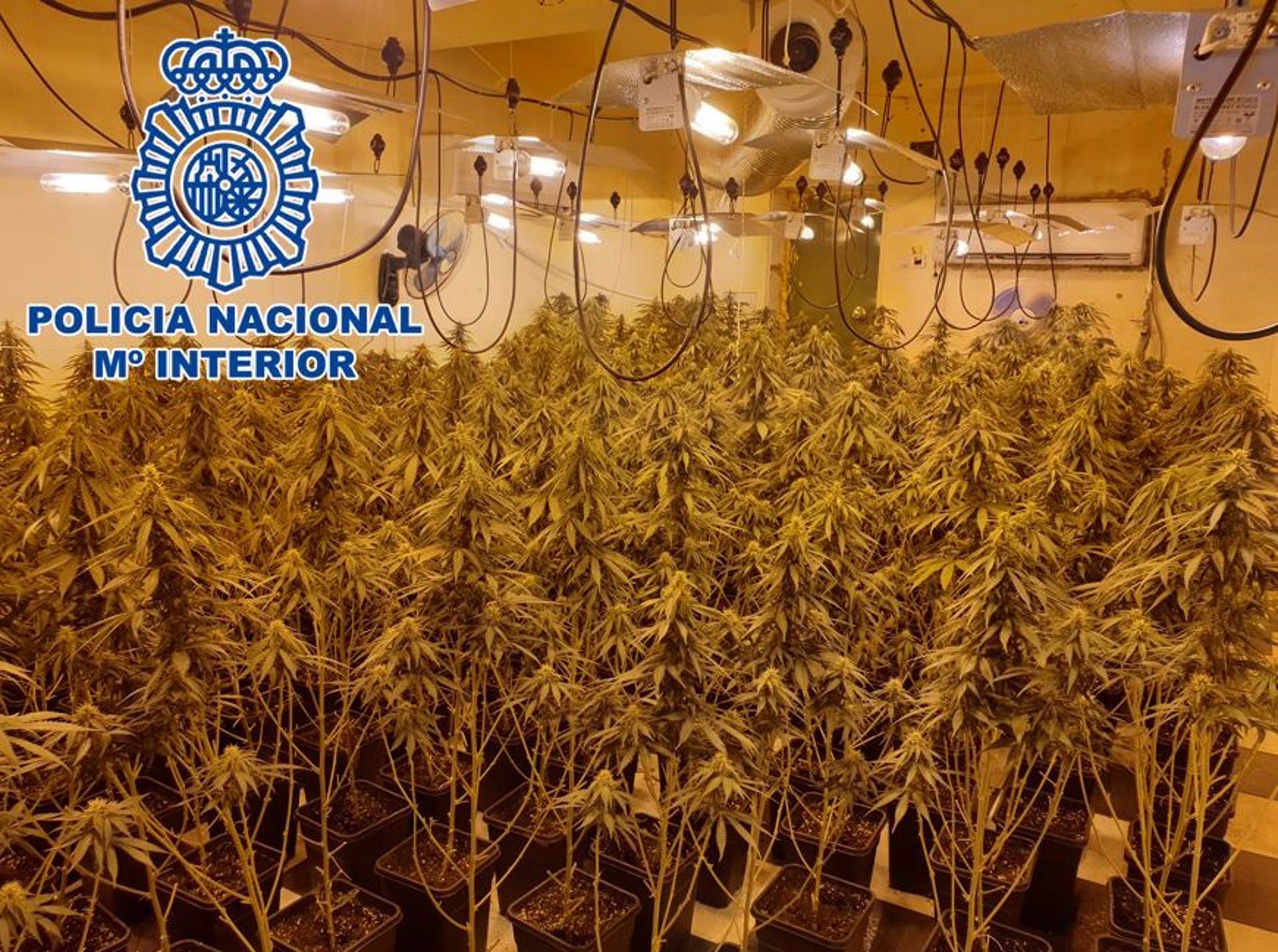 La Policía Nacional se incauta de más de 4.000 plantas de marihuana en unas 30 operaciones en agosto