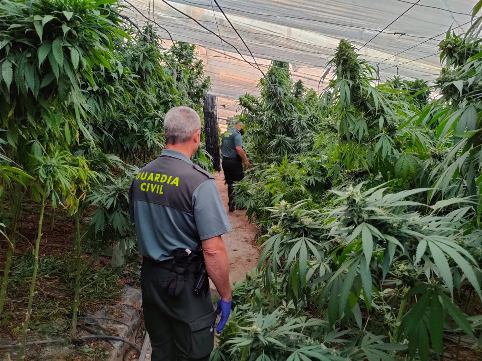Incautadas 9.700 plantas de cannabis sativa en un invernadero de Sorvilán