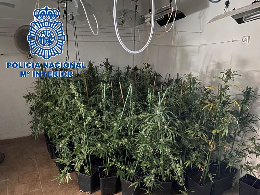 La Policía Nacional detiene en marzo a 27 personas e interviene más de 6.800 plantas de marihuana