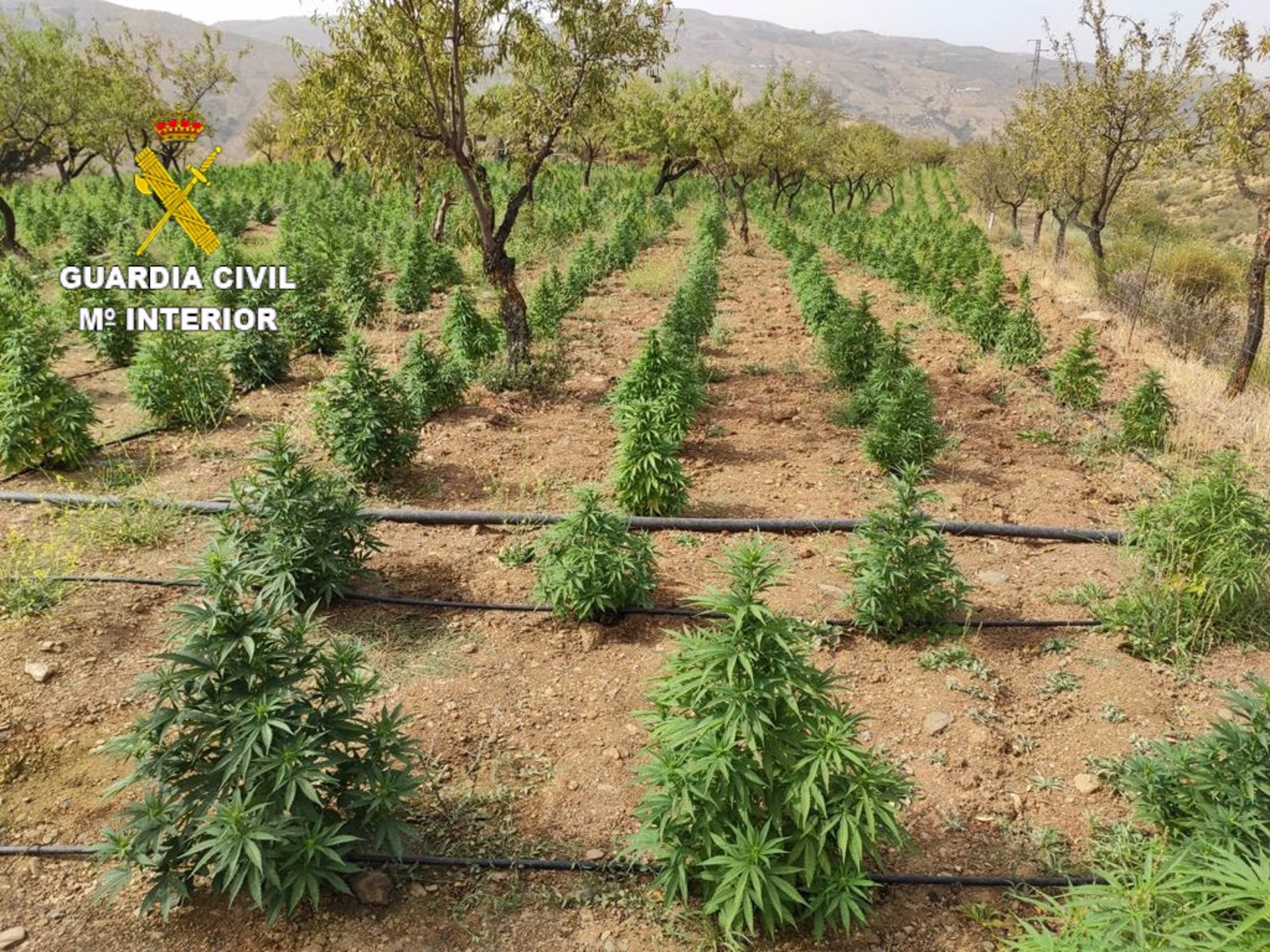 Investigado por manipular una plantación de cáñamo industrial para conseguir cogollos de ‘marihuana’