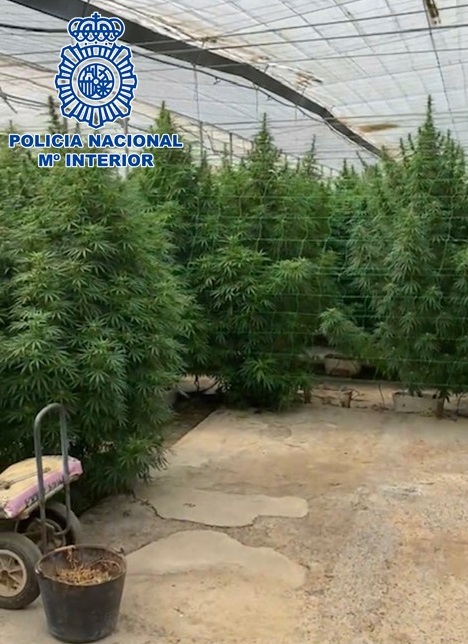 La Policía Nacional incauta más de 31.000 plantas de cannabis en 15 invernaderos que simulaban ser cultivos de cáñamo industrial