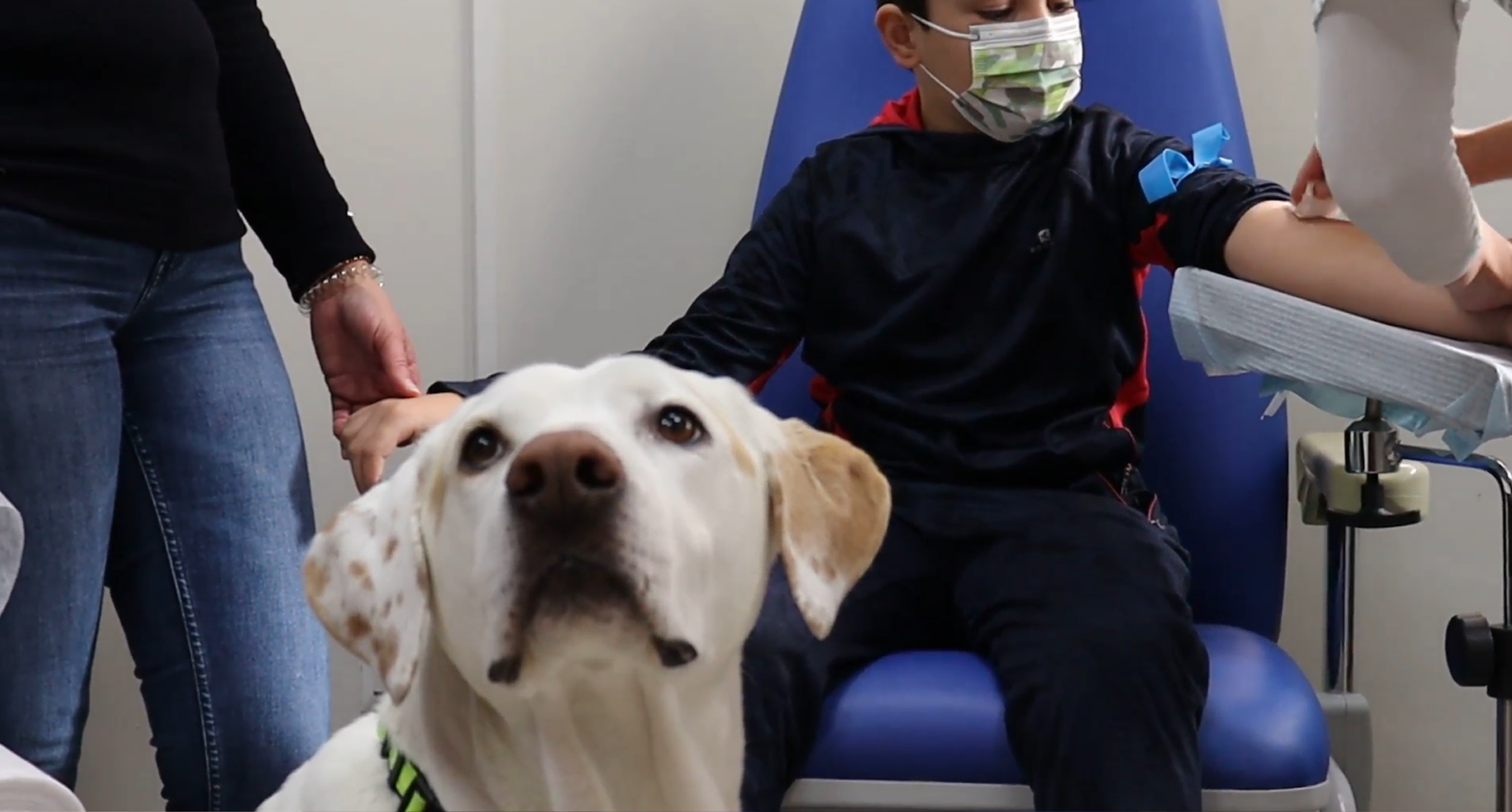 La unidad de terapia canina del Hospital Virgen de las Nieves acompaña a los peques que se van a extraer sangre