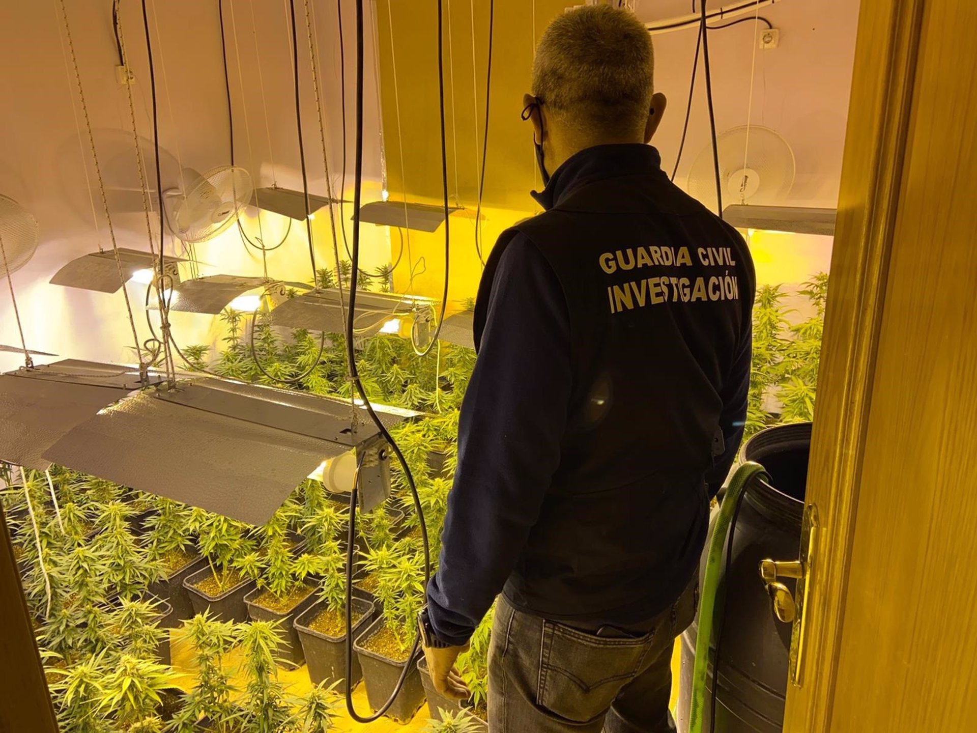 Desmentalados dos centros de producción de marihuana con 628 plantas en Pulianas