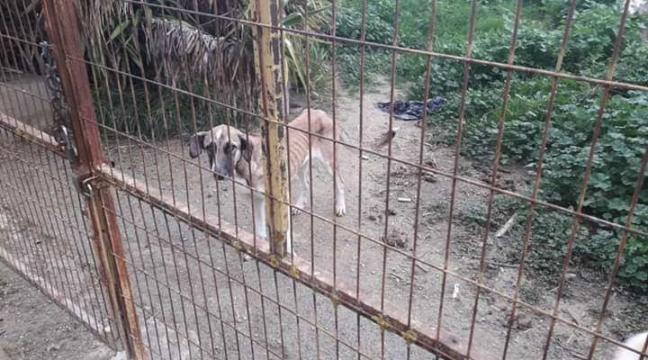 Condenan a una propietaria que abandonó a sus dos perros en un solar de Belicena