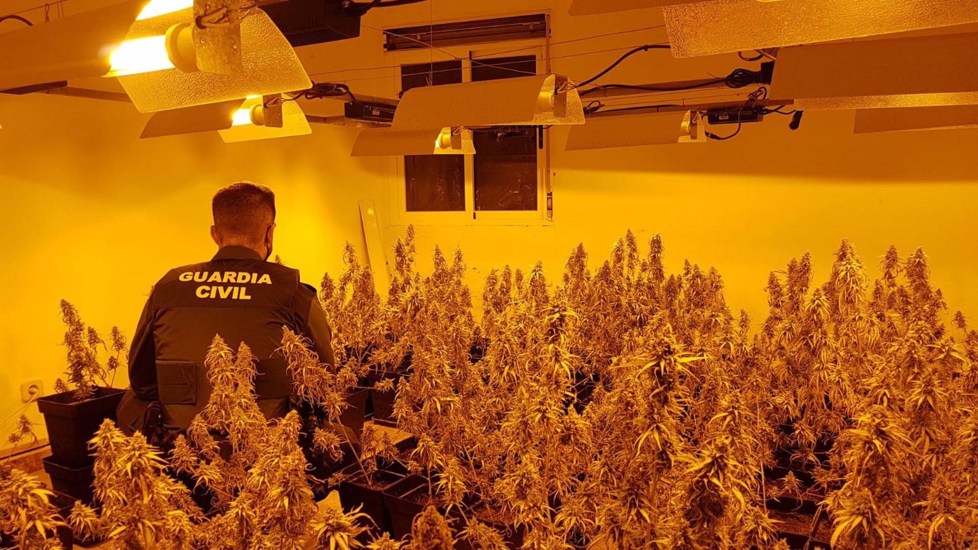 Desarticulados cinco centros de producción de marihuana en Santa Fe
