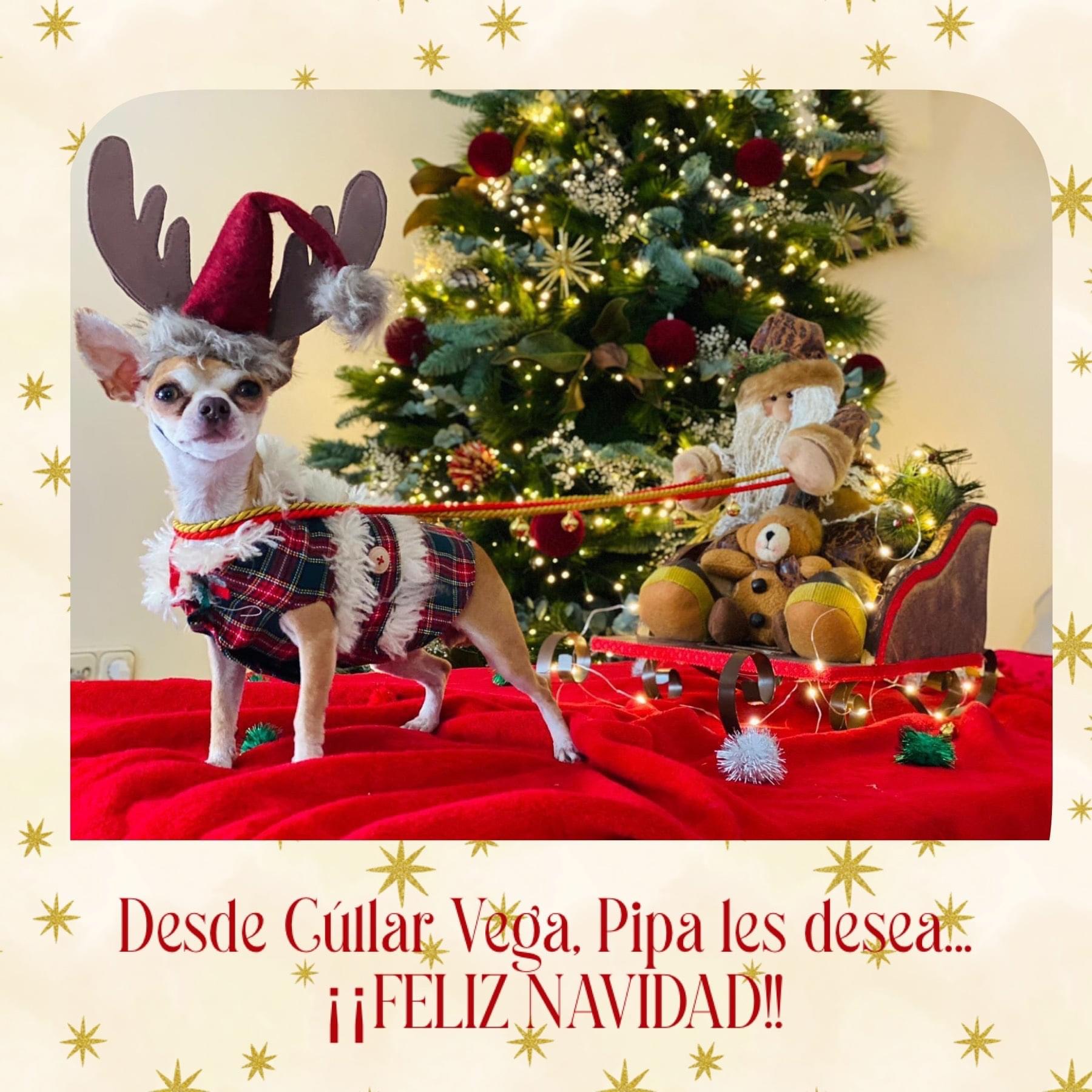 Cúllar Vega premiará las fotos más divertidas en su II concurso de Christmas de Mascotas