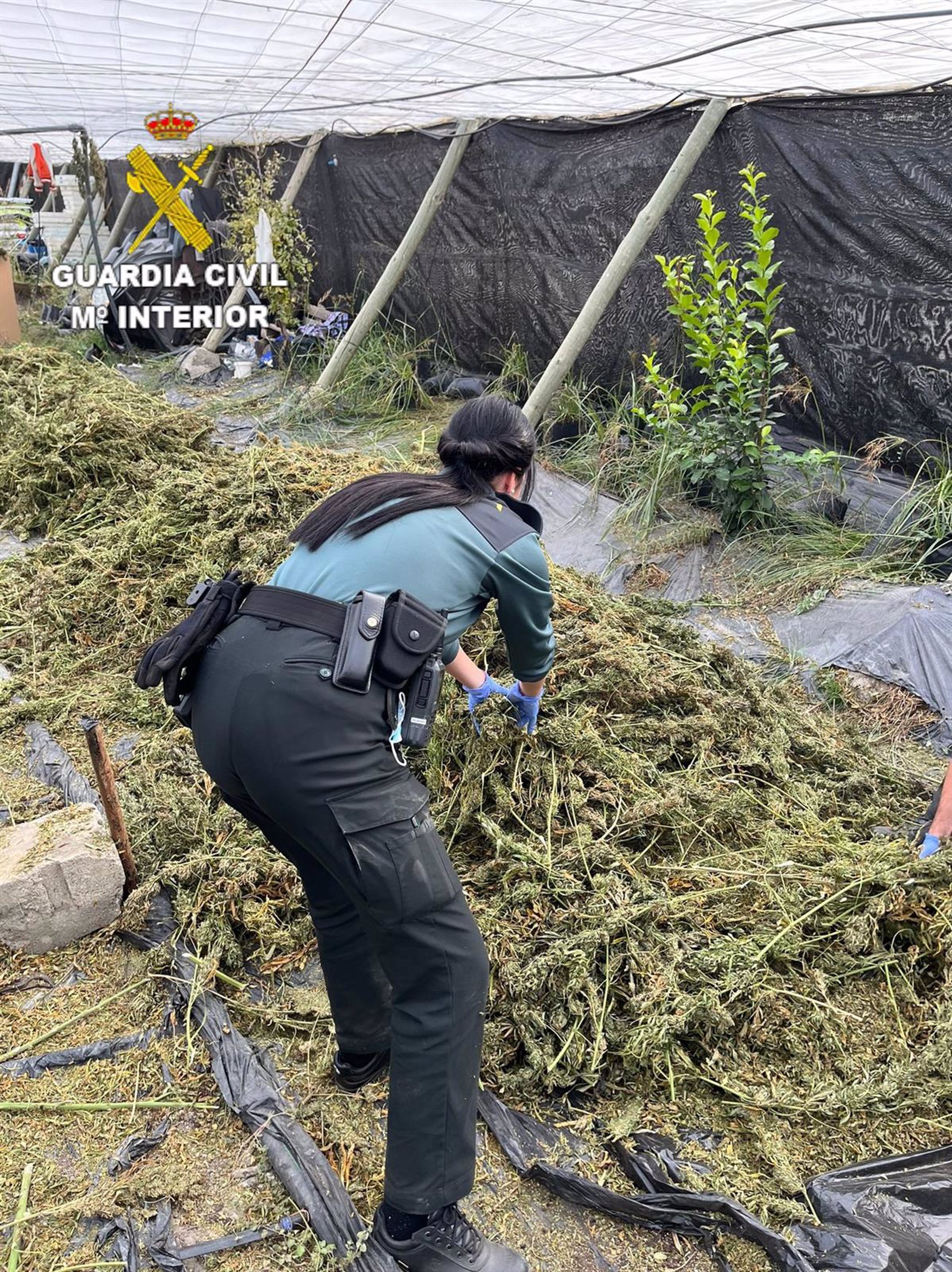 Intervenidas 9.000 plantas de marihuana en un invernadero de Torvizcón