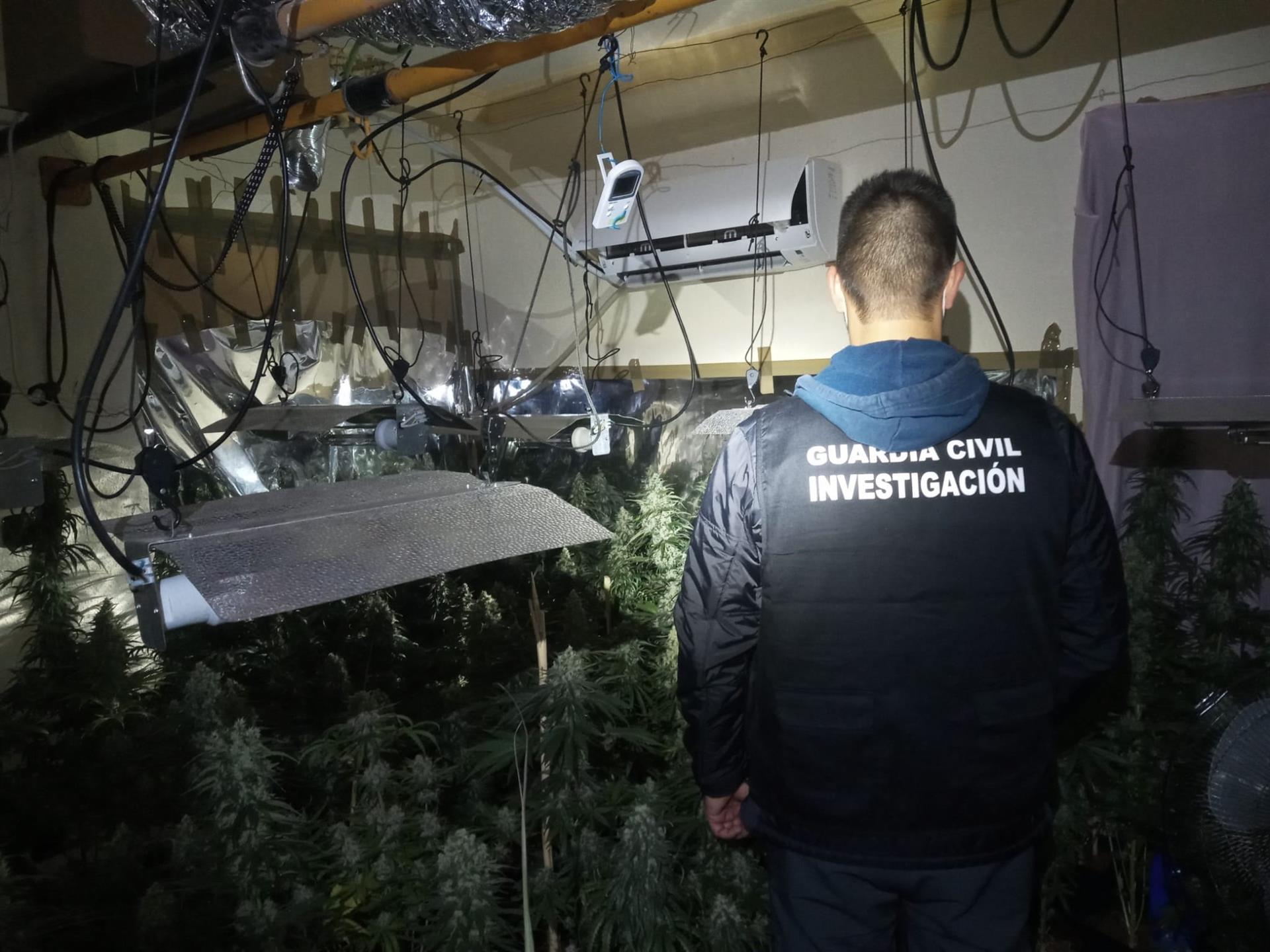 Desarticulan cuatro centro de producción de marihuana en Loja y Peligros e intervienen 4.000 plantas