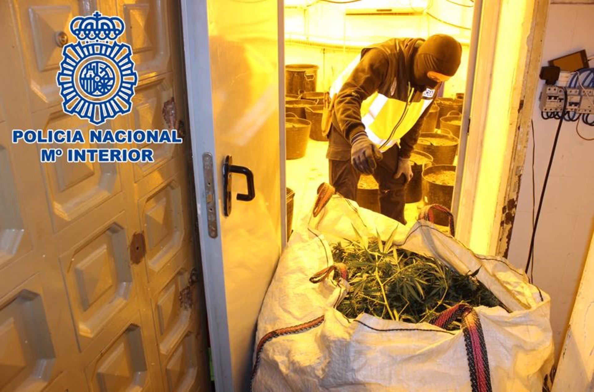 La policía interviene 1.500 plantas de marihuana en una nueva operación en el «Hotel Luz»