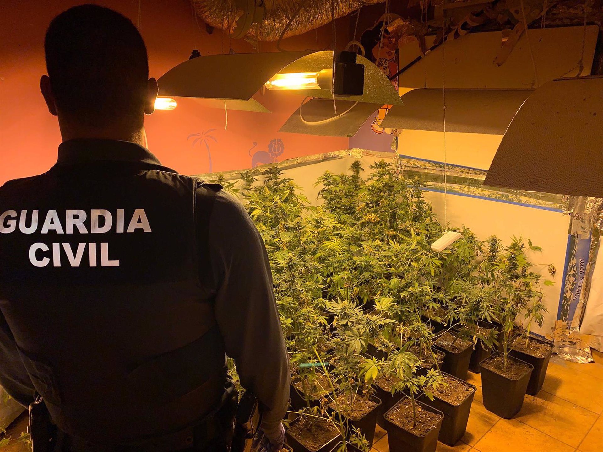 La Guardia Civil se incauta de 296 plantas de marihuana en una vivienda de Benalúa de Guadix