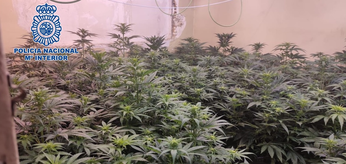 La Policía desmantela tres viviendas dedicadas al cultivo de marihuana incautando más de 900 plantas, 1,7 Kilos de cogollos y 160 gramos de picadura