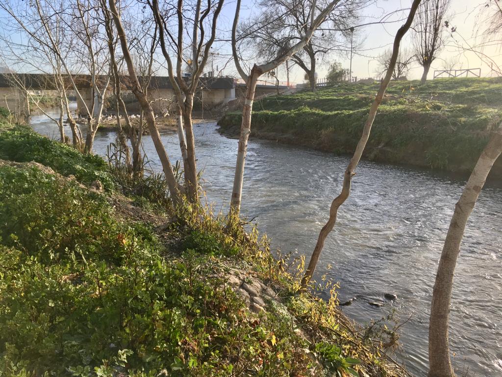 El Ayuntamiento de Huétor Tájar limpia y reforesta la ribera del río Genil