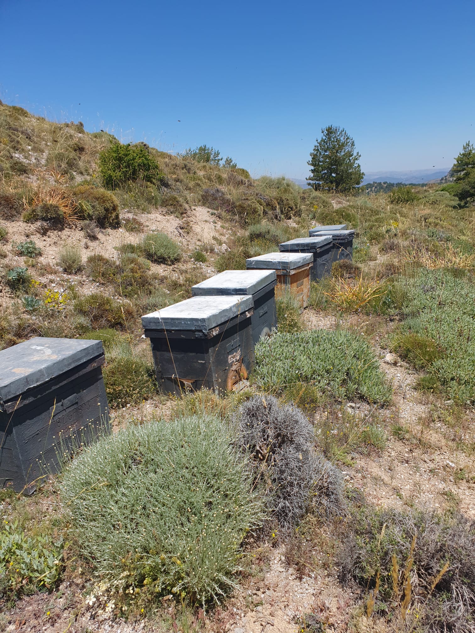 Un proyecto de investigación analiza los beneficios de la miel de Sierra Nevada