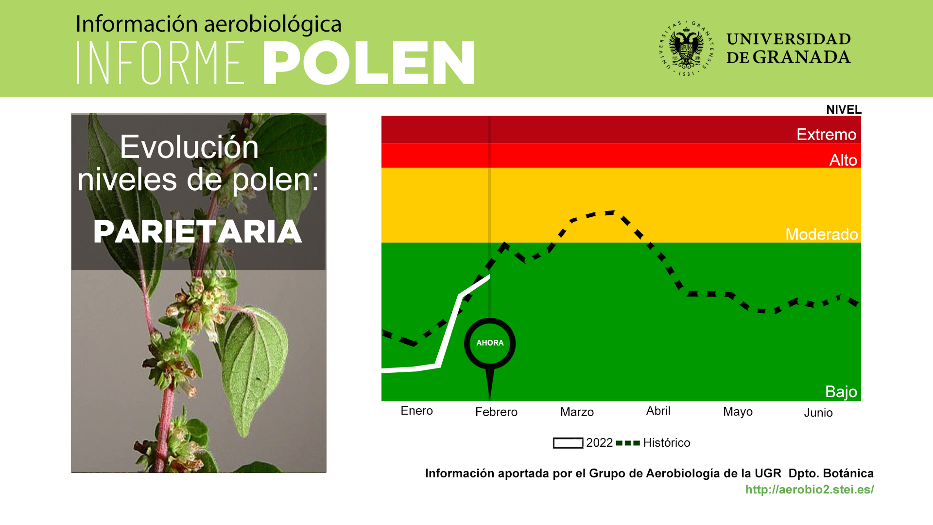 Los niveles de polen del ciprés permanecerán extremos en Granada durante esta semana y la siguiente