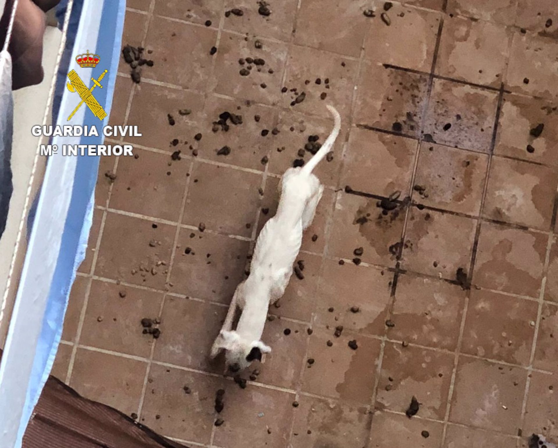 Investigado por estar dejando morir de hambre y sed a sus perros en el patio de su casa de Alhendín