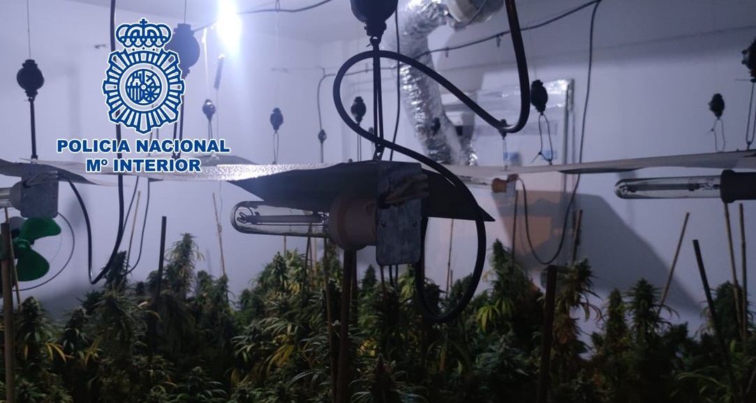 Descubren dos domicilios familiares convertidos en plantaciones de marihuana a gran escala