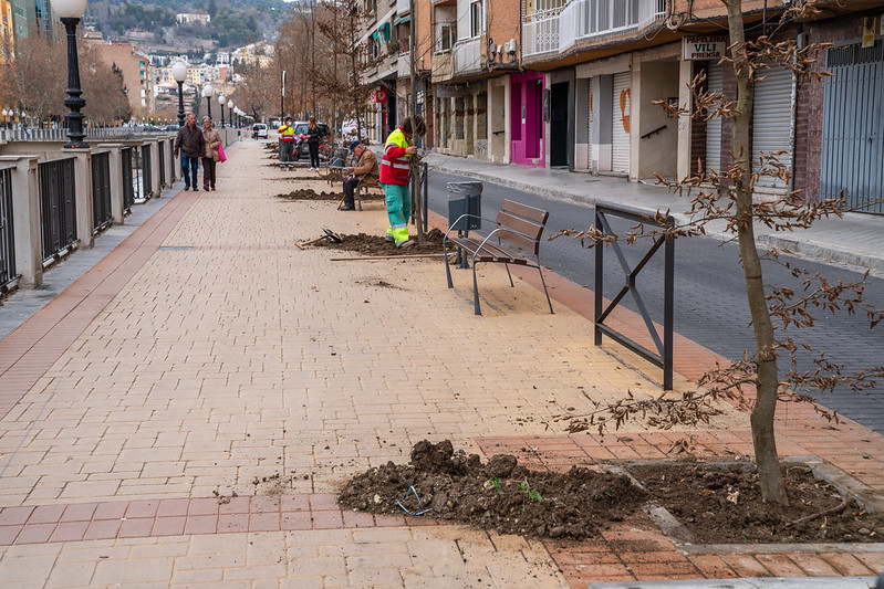 El Ayuntamiento intensifica la plantación de árboles en la ciudad