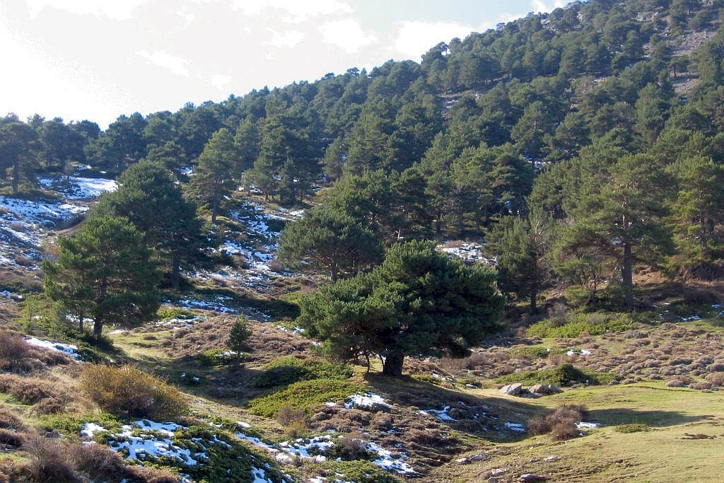 La Junta destaca una inversión de 2,5 millones en las masas forestales del Parque Natural Sierra de Baza