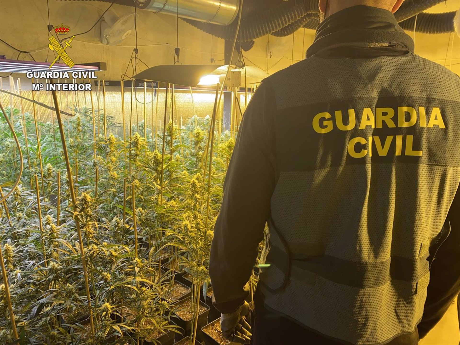 La Guardia Civil encuentra 2.204 plantas de marihuana en Láchar al investigar enganches a la luz
