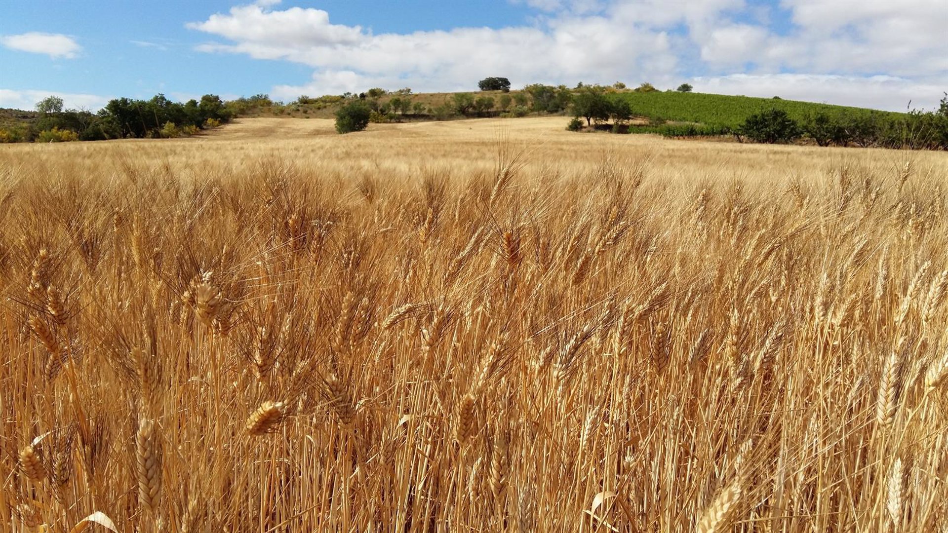 Ganaderos piden a la UE medidas para frenar la subida de los cereales