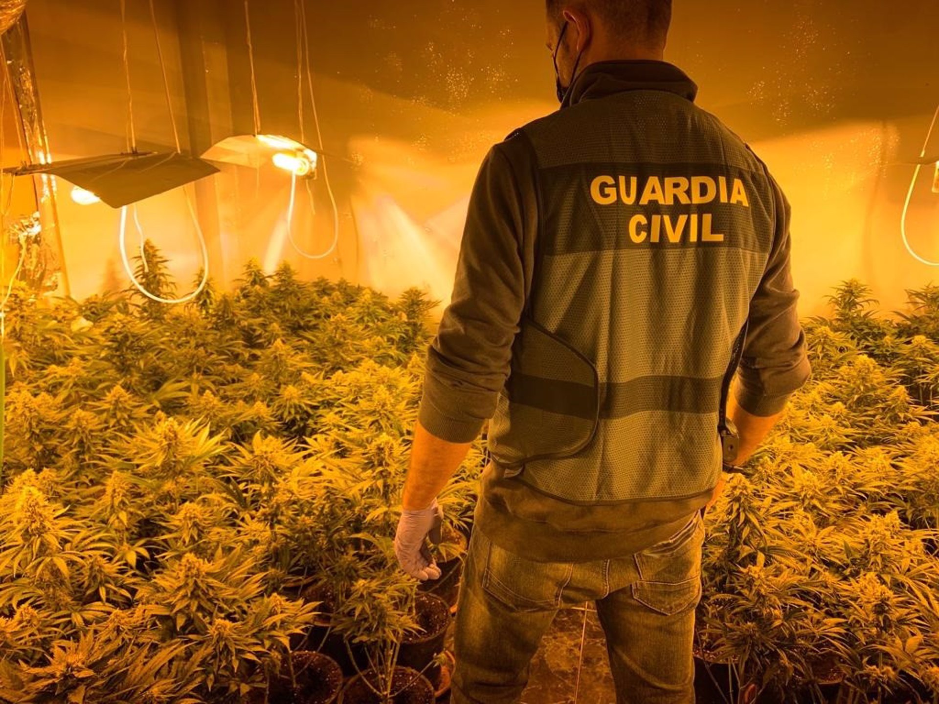 Localizados dos centros de producción de cannabis con más de mil plantas y tres investigados en Atarfe