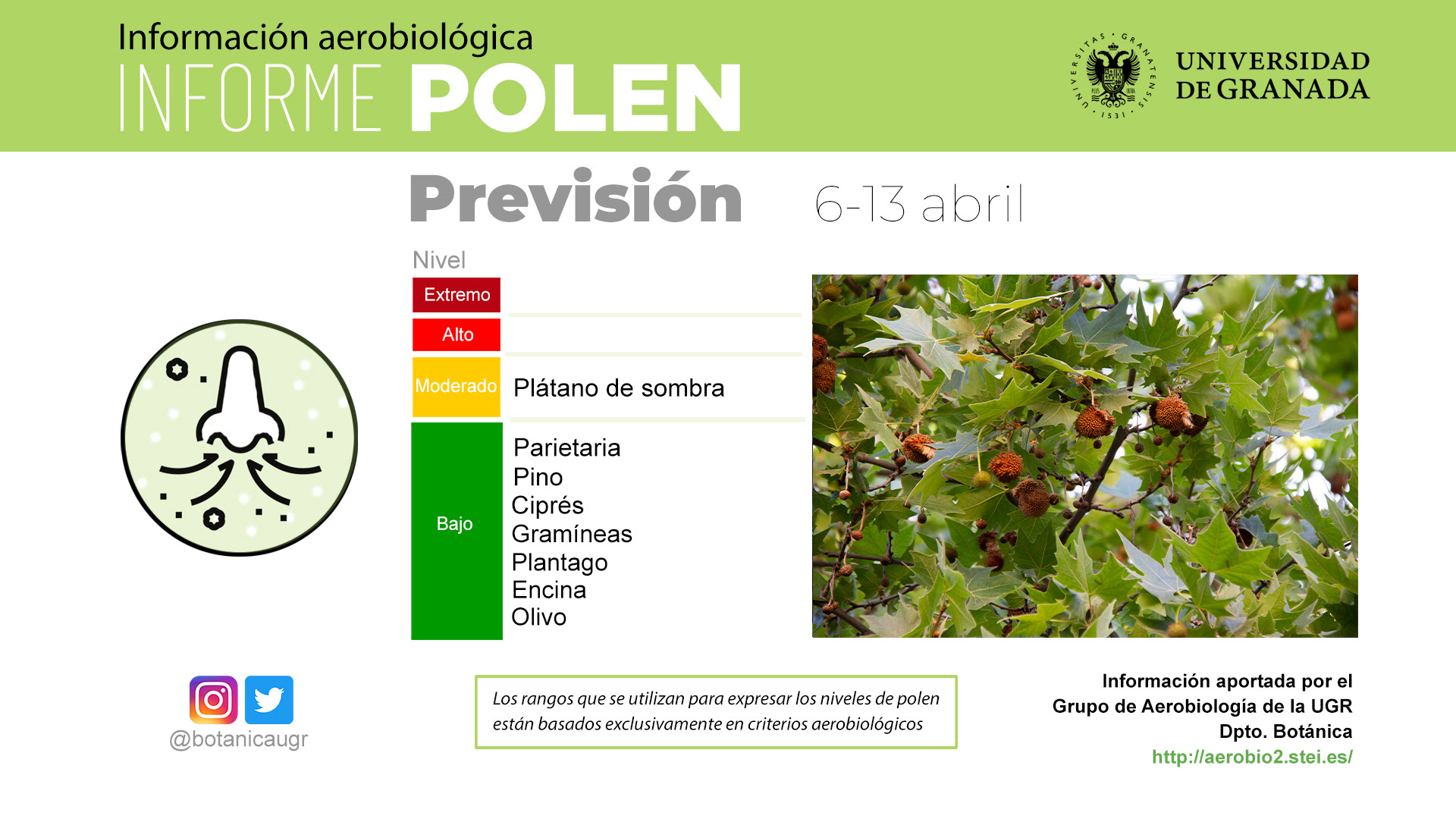 El polen de los olivos y las encinas empezará a aparecer de cara a la Semana Santa