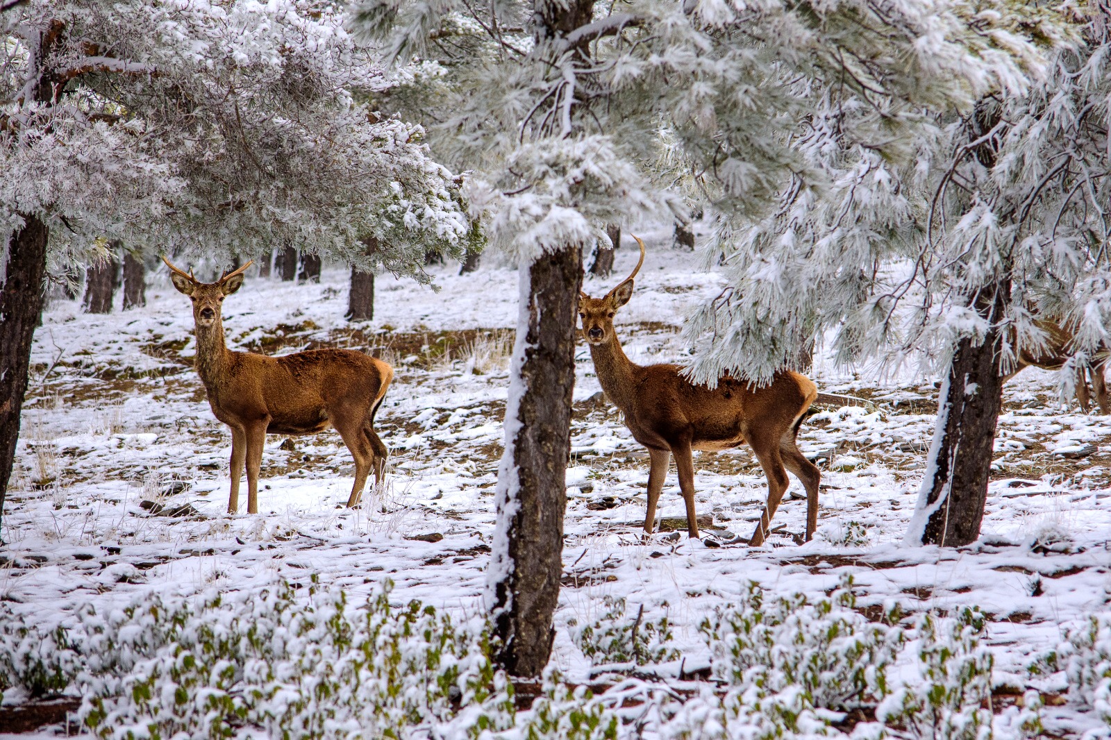 84 ciervos mueren en la Sierra de Baza en marzo por una congestión pulmonar
