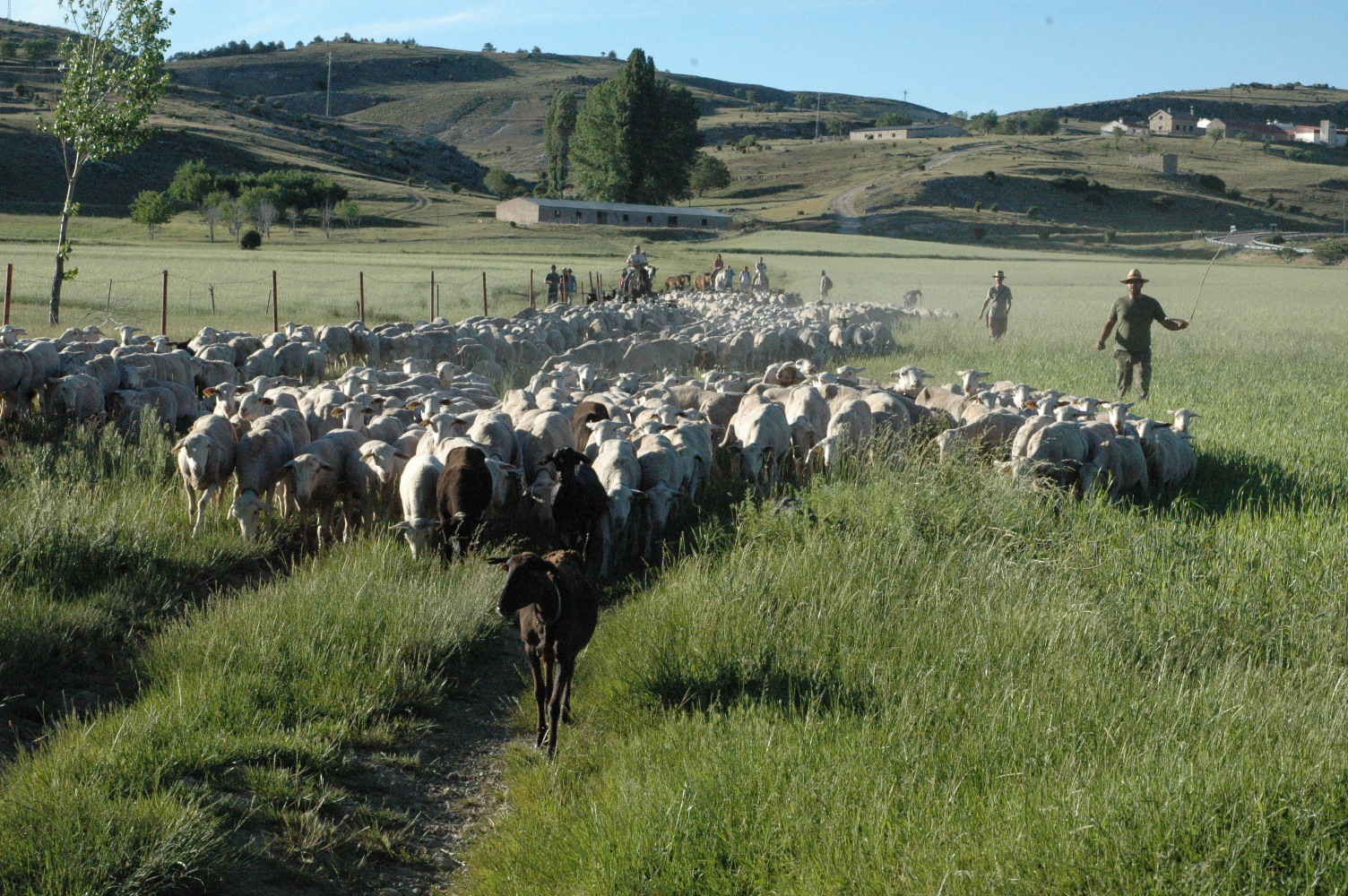 La Junta levanta las restricciones en la comercialización del ovino y caprino segureño en Granada y Almería